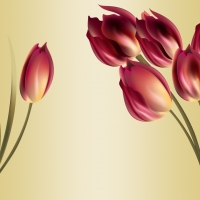 Tender Tulips