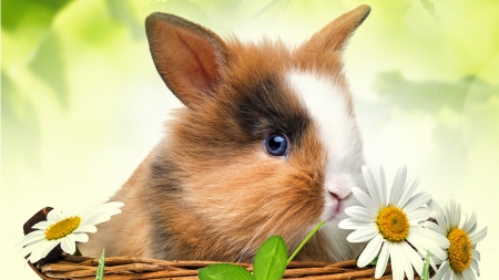 Bunny in a Basket - daisies, flowers, basket, rabbit, fresh, spring, Easter, bunny