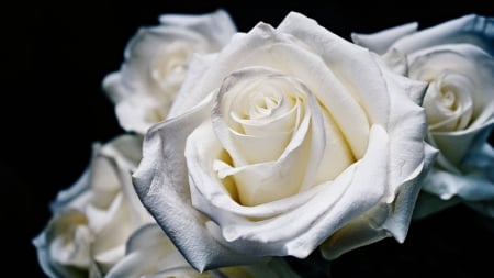 White Roses FC - beautiful, photography, beauty, romance, photo, love, flower, still life, wide screen, Rose, floral