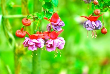 FUSCHIA - blooming, nature, splendor, enchanting nature, flower