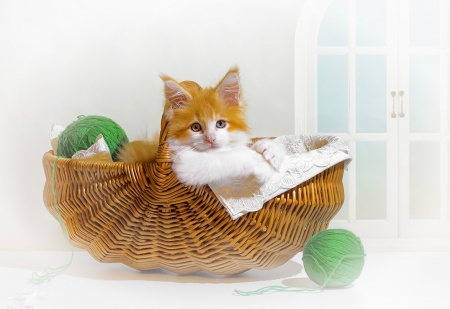 pretty kitten - animal, pretty, cute, kitten, cat, basket