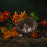 Still life with birds nest