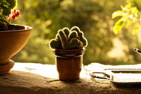 Cactus - plate, outdoors, nature, cactus, flower, sun