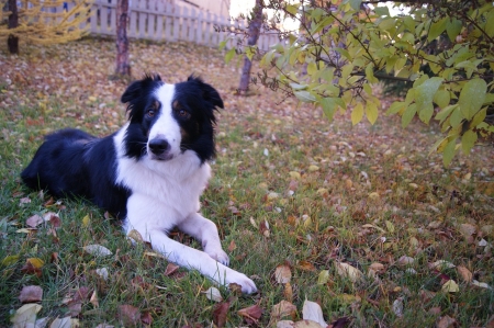 Border Collie - white, nature, dog, leaves, black, border collie