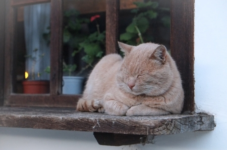 Sleepy Cat - flowers, Cat, window, sleepy