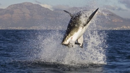 Great White Shark feeding off South Africa coast