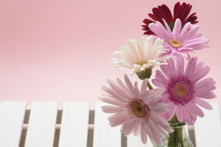 Still Life - flowers, still life, pink, soft