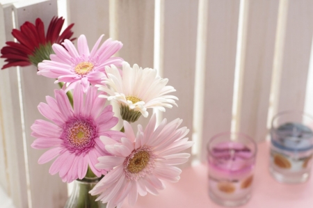 Soft Pink - flowers, gerberas, pink, soft