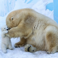 Polar Bears