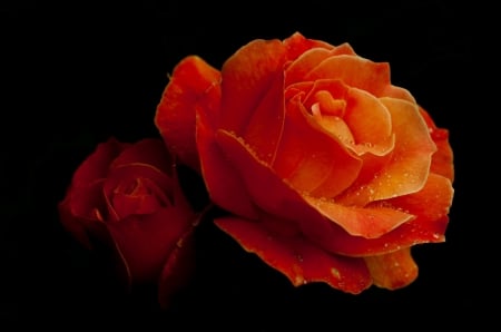 Orange Roses - orange, flowers, dark, roses