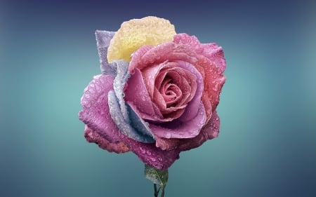 Beautiful Rose - rose, bloom, flower, pink