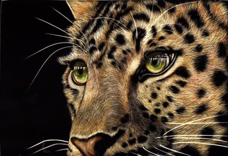 Predator's eyes - black, leopard, animal, spot, eyes