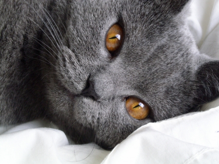 Cat - yellow eyes, grey, white, animal, face, cat