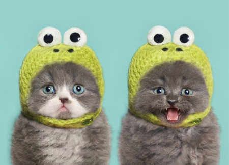 KittenFroggys - hat, couple, cat, frog, funny, kitten, grey, blue, animal, green, sweet, cute