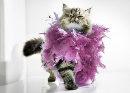 Miss Cat - animal, kitten, funny, cute, feathers, sweet, cat