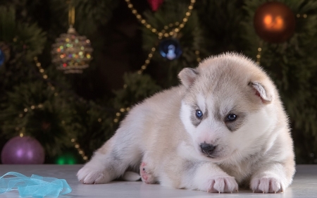 Puppy - paw, puppy, friend, dog