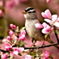 Bird of Spring