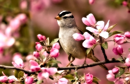 Bird of Spring - nature, photo, bird, spring