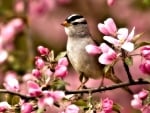 Bird of Spring