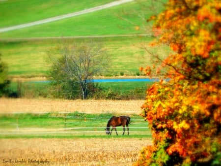 Autumn Grazing - Autumn, Grazing, Colors, Fall, Horse