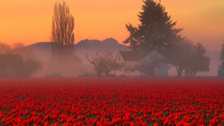 red tulips field under morning mist - flowers, mist, field, morning, farm