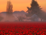 red tulips field under morning mist