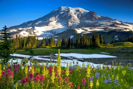 Mountain wildflowers - trees, hills, beautiful, landscape, spring, grass, forest, mountain, wildflowers, colorful, sky