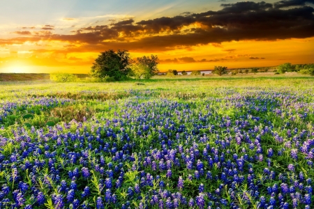 Texas bluebonnets - clouds, sunlight, beautiful, sunrise, meadow, flowers, glow, texas, field, fiery, sun, sky, bluebonnets