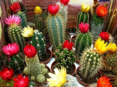 Colorful Cactus in Bloom - nature, cactus, macro, bloom, flowers