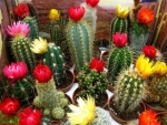 Colorful Cactus in Bloom