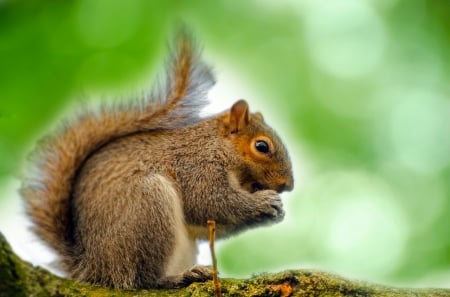 Squirrel - tail, nature, brown, squirrel, animal, cute