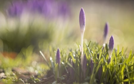 Flower - leaf, flower, nature, grass