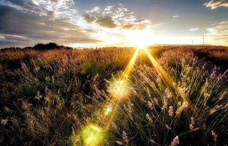 Sunbeam over the Field - Field, Nature, Sunbeam, Sky