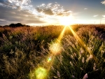 Sunbeam over the Field