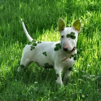 St. Patrick Bull Terrior