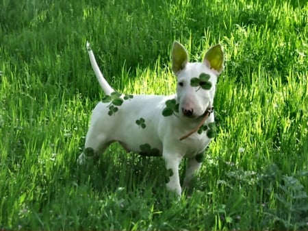 St. Patrick Bull Terrior - Saint Partricks Day, holiday, occasion, beautiful, photography, March, photo