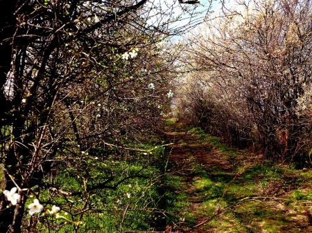 Path To Nowhere - summmer, path, spring, sun