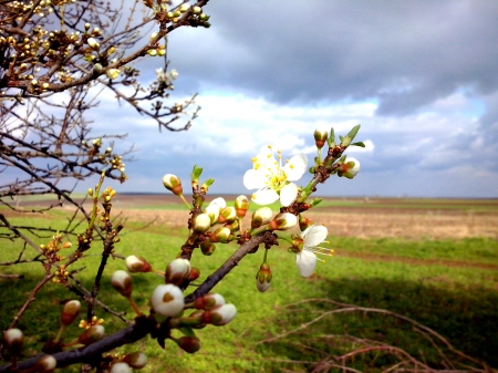 Blooming Spring - spring, bloom, clouds, grass