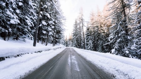 road through a winter forest - forest, winter, road, snow