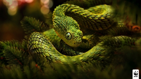 Snake - animal, reptile, deadly, snake