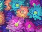 colorful flowers