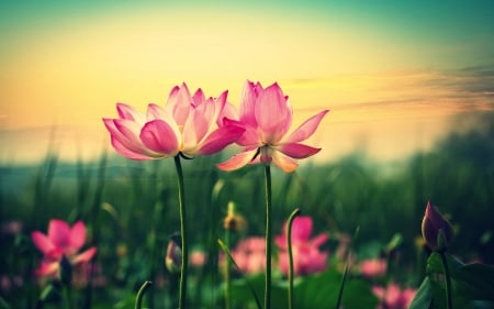 Pink lotus - abstract, lotus, flower, pink