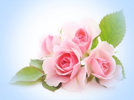 Welcome sweet spring - leaves, flowers, roses, pink