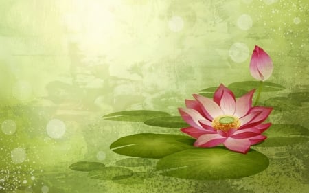 lotus - lotus, pad, flower, lily