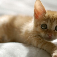 cute orange kitten