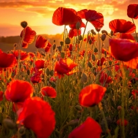 Poppy field at sunrise