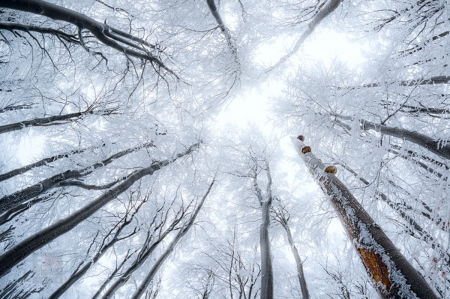 * - forest, trees, blue, snow, winter