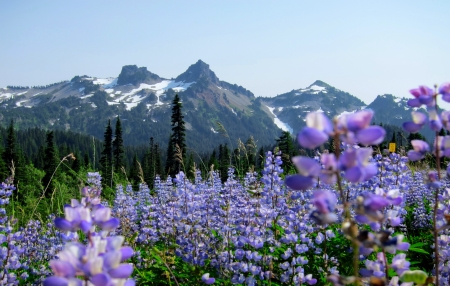 Spring in mountains - wildflowers, hills, beautiful, landscape, spring, meadow, mountain