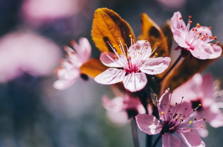 Spring blossoms - freshness, delicate, branch, flowering, lovely, spring, pretty, blossoms, beautiful, pink