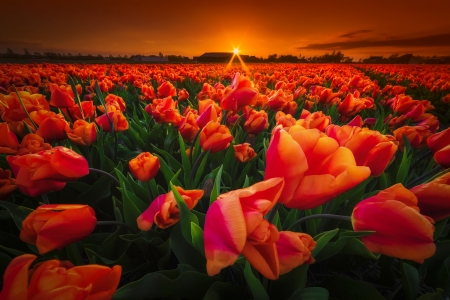 Tulips field at sunset